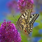 Swallowtail